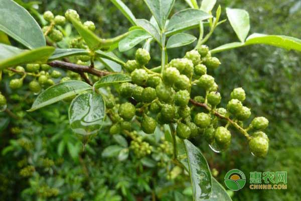 如何种植花椒能发芽？出苗后怎么管理？-图片版权归惠农网所有