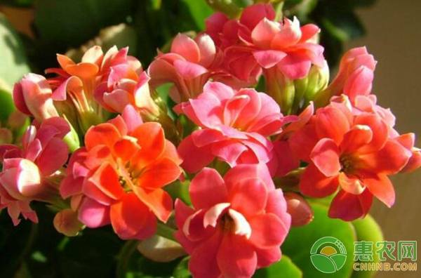 種植長(zhǎng)壽花做好這五要點(diǎn)，年年花滿(mǎn)枝！-圖片版權(quán)歸惠農(nóng)網(wǎng)所有