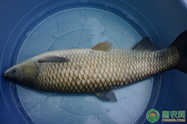 皖魚(yú)是什么魚(yú)？皖魚(yú)養(yǎng)殖方法技術(shù)-圖片版權(quán)歸惠農(nóng)網(wǎng)所有