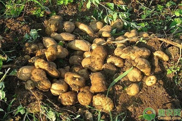 土豆的花期管理要點-圖片版權(quán)歸惠農(nóng)網(wǎng)所有