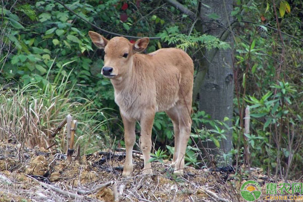 新生牛犢護(hù)理7個事項，純干貨建議收藏！-圖片版權(quán)歸惠農(nóng)網(wǎng)所有