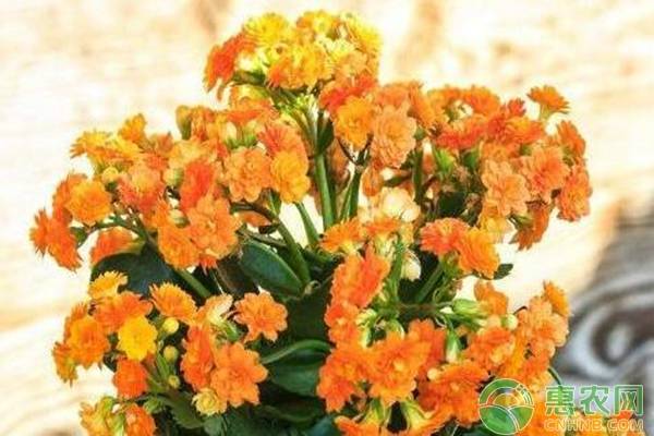 種植長(zhǎng)壽花做好這五要點(diǎn)，年年花滿(mǎn)枝！-圖片版權(quán)歸惠農(nóng)網(wǎng)所有