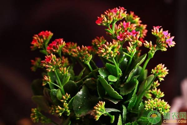 種植長(zhǎng)壽花做好這五要點(diǎn)，年年花滿(mǎn)枝！-圖片版權(quán)歸惠農(nóng)網(wǎng)所有