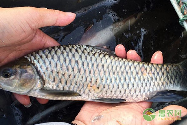 今日草魚價格多少錢一斤?附近期行情走勢分析