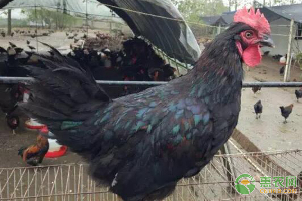 養(yǎng)雞經(jīng)驗(yàn)分享：如何通過觀察預(yù)防雞??？-圖片版權(quán)歸惠農(nóng)網(wǎng)所有
