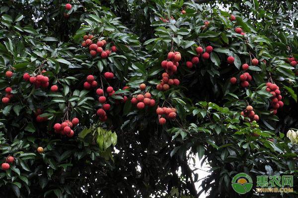 荔枝開(kāi)花人工授粉常用什么方法？-圖片版權(quán)歸惠農(nóng)網(wǎng)所有