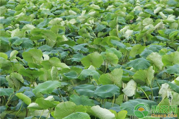 蓮藕種子的種植方法-圖片版權(quán)歸惠農(nóng)網(wǎng)所有