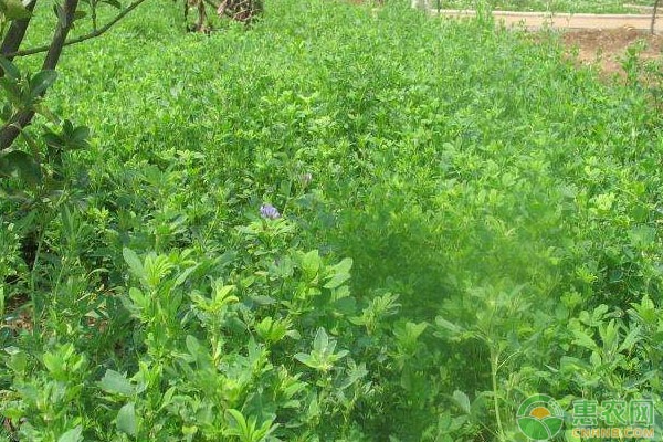 苜蓿草的种植季节和种植方法-图片版权归惠农网所有