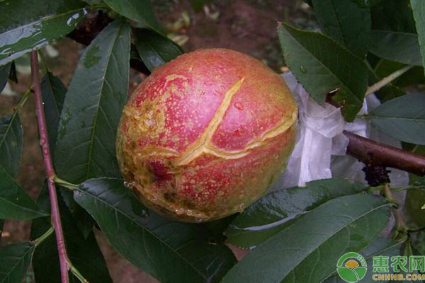 油桃裂果是什么原因？如何預(yù)防？-圖片版權(quán)歸惠農(nóng)網(wǎng)所有