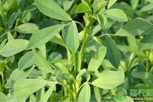 苜蓿草的种植季节和种植方法-图片版权归惠农网所有