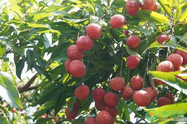 荔枝開(kāi)花人工授粉常用什么方法？-圖片版權(quán)歸惠農(nóng)網(wǎng)所有