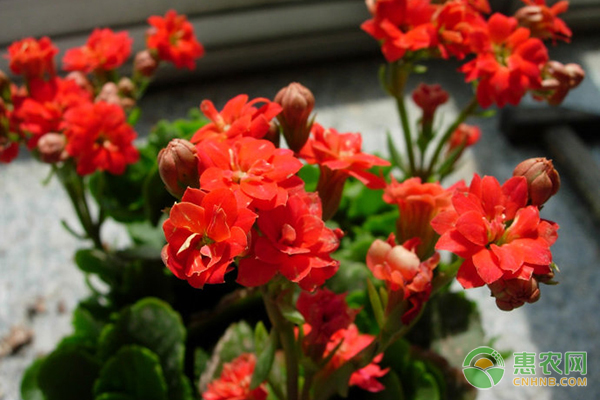 長壽花的養(yǎng)殖方法及養(yǎng)護要點-圖片版權(quán)歸惠農(nóng)網(wǎng)所有