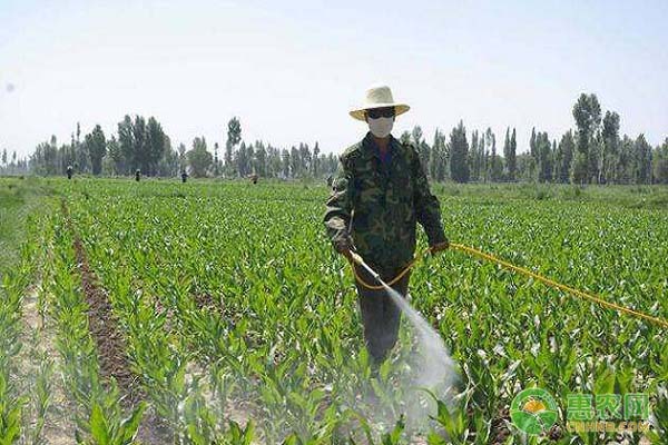 玉米田怎么除草？玉米田除草技术分享-图片版权归惠农网所有