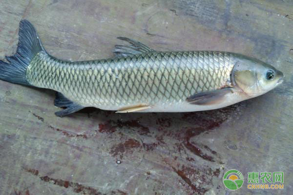 青魚是什么魚？怎么養(yǎng)？-圖片版權(quán)歸惠農(nóng)網(wǎng)所有