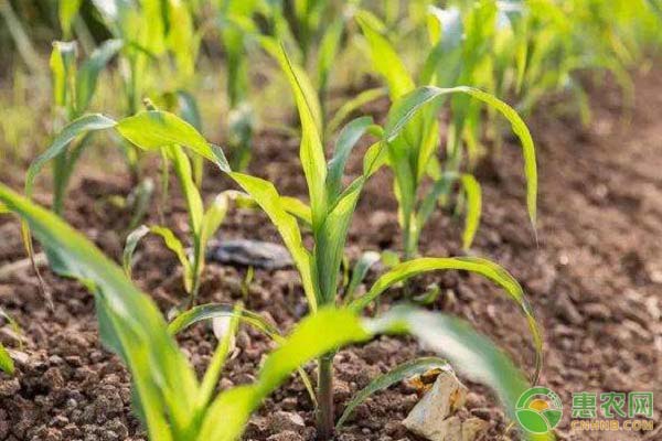 玉米田怎么除草？玉米田除草技术分享-图片版权归惠农网所有