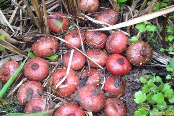 野地瓜種植方法技術(shù)-圖片版權(quán)歸惠農(nóng)網(wǎng)所有