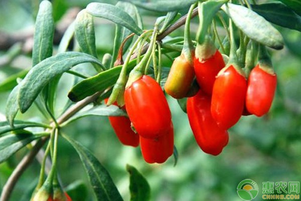 枸杞種植技術(shù)和栽培管理-圖片版權(quán)歸惠農(nóng)網(wǎng)所有