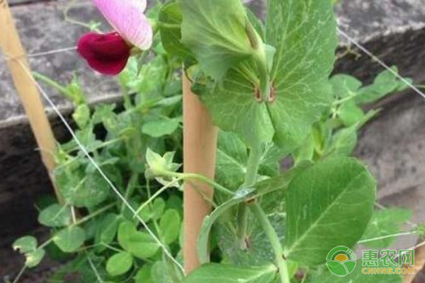 豌豆的種植時間及高產(chǎn)種植技術(shù)-圖片版權(quán)歸惠農(nóng)網(wǎng)所有