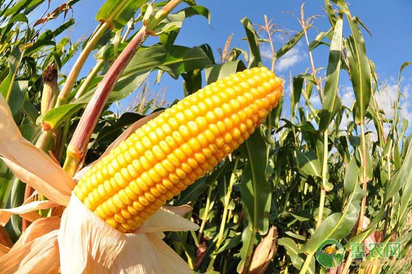 玉米田怎么除草？玉米田除草技术分享-图片版权归惠农网所有
