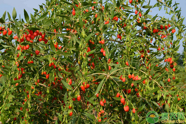 枸杞種植技術(shù)和栽培管理-圖片版權(quán)歸惠農(nóng)網(wǎng)所有