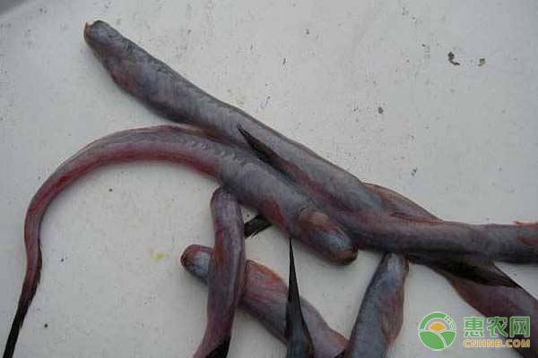 狼牙虾虎鱼吃什么？怎么养？-图片版权归惠农网所有