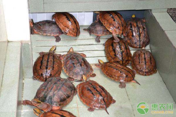 金錢龜?shù)酿B(yǎng)殖技術-圖片版權歸惠農(nóng)網(wǎng)所有