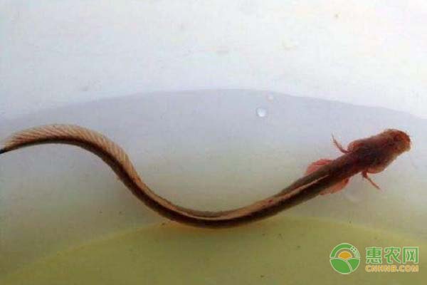 狼牙虾虎鱼吃什么？怎么养？-图片版权归惠农网所有