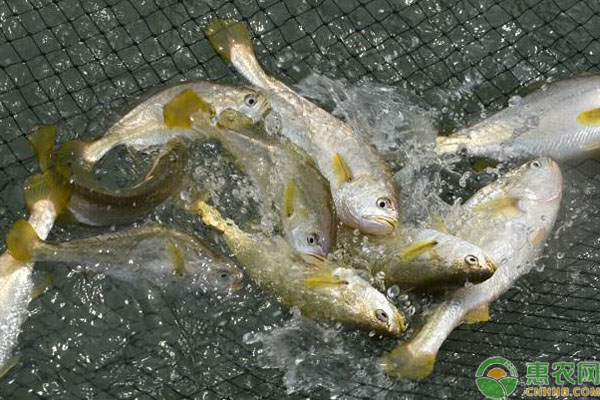 大黃魚養(yǎng)殖管理方法技術(shù)-圖片版權(quán)歸惠農(nóng)網(wǎng)所有