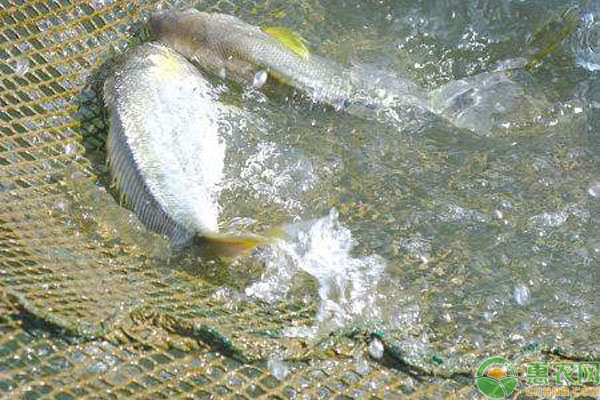 大黃魚養(yǎng)殖管理方法技術(shù)-圖片版權(quán)歸惠農(nóng)網(wǎng)所有