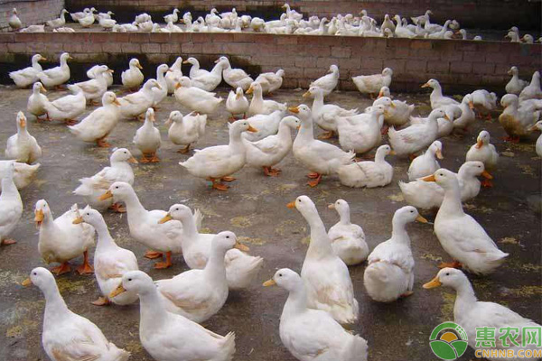 養(yǎng)殖課堂：肉鴨的養(yǎng)殖技術(shù)-圖片版權(quán)歸惠農(nóng)網(wǎng)所有