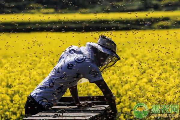 蜜蜂顏色變暗發(fā)軟，有臭味是什么原因？-圖片版權(quán)歸惠農(nóng)網(wǎng)所有