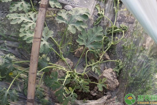 西瓜葉枯死怎么回事？如何防治？-圖片版權歸惠農網所有