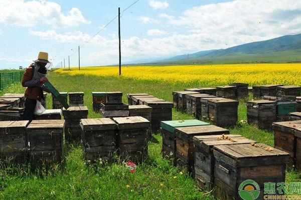 蜜蜂高效養(yǎng)殖技術(shù)-圖片版權(quán)歸惠農(nóng)網(wǎng)所有