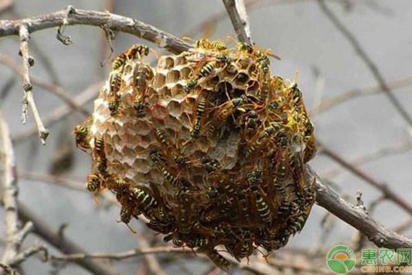 蜜蜂仿自然人工分蜂技術(shù)-圖片版權(quán)歸惠農(nóng)網(wǎng)所有