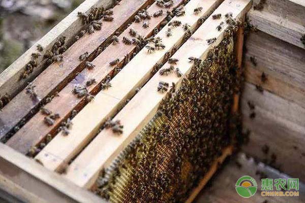如何判斷蜂王丟失？蜂王丟失的原因是什么？-圖片版權(quán)歸惠農(nóng)網(wǎng)所有