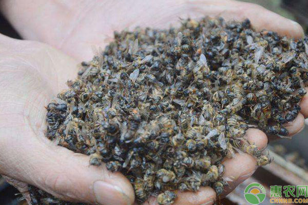 蜜蜂大量死亡原因有哪些？如何應對？-圖片版權歸惠農網所有