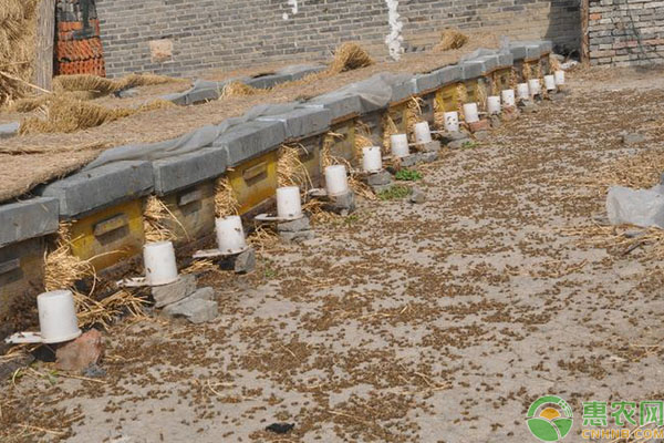 蜜蜂大量死亡原因有哪些？如何應對？-圖片版權歸惠農網所有