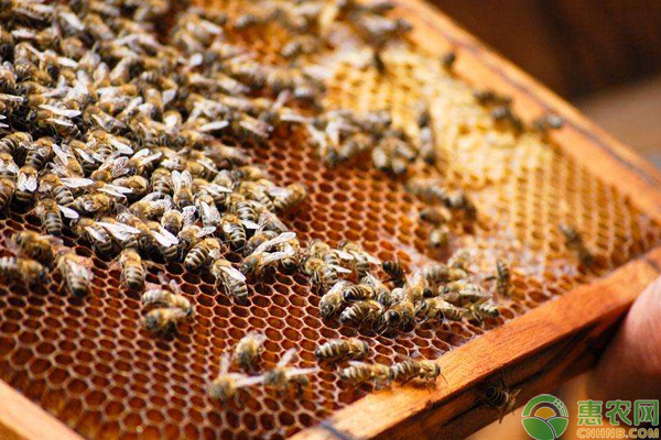 蜜蜂顏色變暗發(fā)軟，有臭味是什么原因？-圖片版權(quán)歸惠農(nóng)網(wǎng)所有