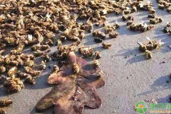 蜜蜂大量死亡原因有哪些？如何應對？-圖片版權歸惠農網所有