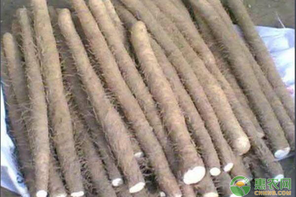 山药种植最新方法-图片版权归惠农网所有