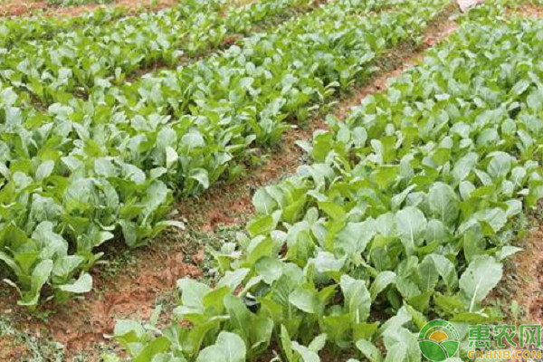 上海青種植管理技術要點-圖片版權歸惠農(nóng)網(wǎng)所有