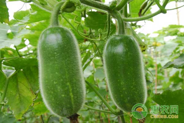春季冬瓜種植管理技術(shù)要點-圖片版權(quán)歸惠農(nóng)網(wǎng)所有