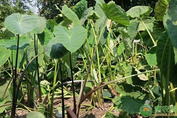 芋头春季种植管理要点-图片版权归惠农网所有