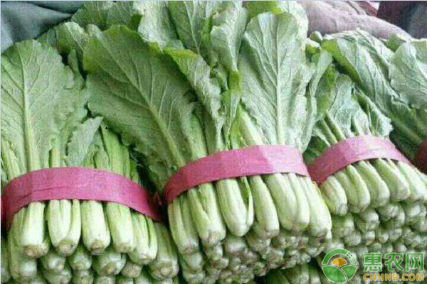 上海青種植管理技術要點-圖片版權歸惠農(nóng)網(wǎng)所有
