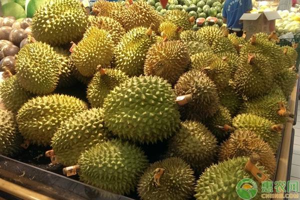榴蓮的繁殖育苗方法-圖片版權(quán)歸惠農(nóng)網(wǎng)所有