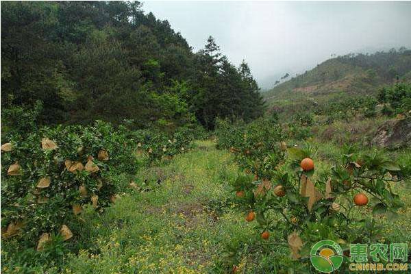 柑橘种植技术-图片版权归惠农网所有