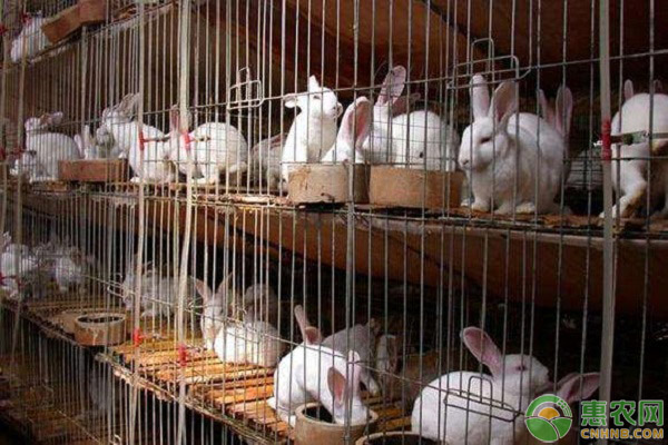 新手养兔必看的6个事项-图片版权归惠农网所有