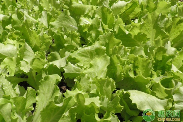 生菜種植方法和要點(diǎn)-圖片版權(quán)歸惠農(nóng)網(wǎng)所有