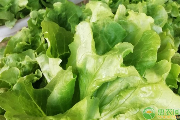 生菜種植方法和要點(diǎn)-圖片版權(quán)歸惠農(nóng)網(wǎng)所有