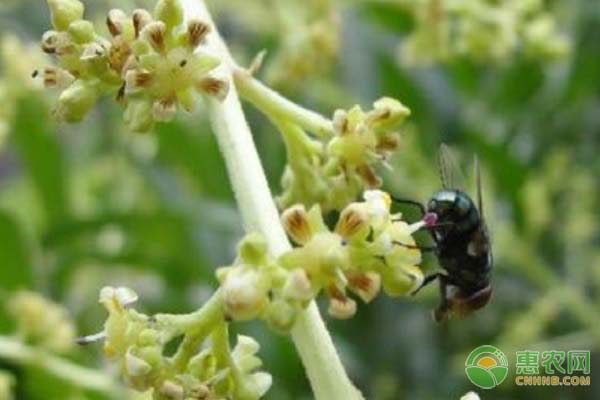 芒果要怎樣授粉？影響芒果授粉的因素有哪些？-圖片版權(quán)歸惠農(nóng)網(wǎng)所有